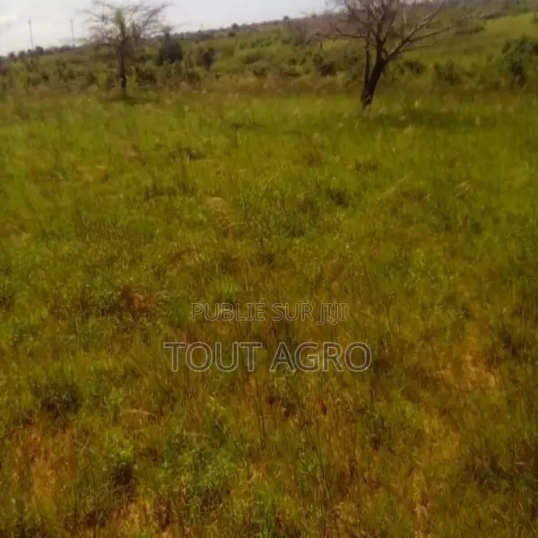 Terrain De 10 Hectares Vers Taïba Ndiaye