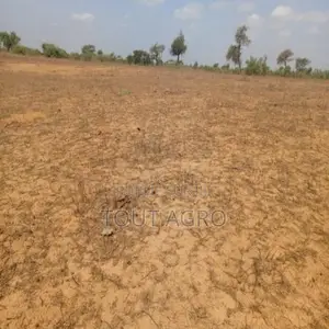 Photo - Terrain De 12,08 Hectares Vers Touba Toul