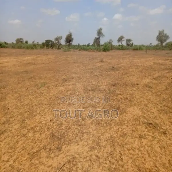 Terrain De 12,08 Hectares Vers Touba Toul
