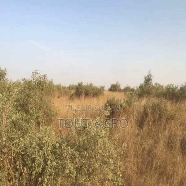 Terrain De 15 Hectares Vers Thiénaba