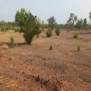 Photo - Terrain De 2 Hectares Vers Koussanar