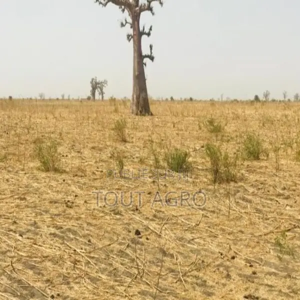 Terrain De 2 Hectares Vers Nguéniène