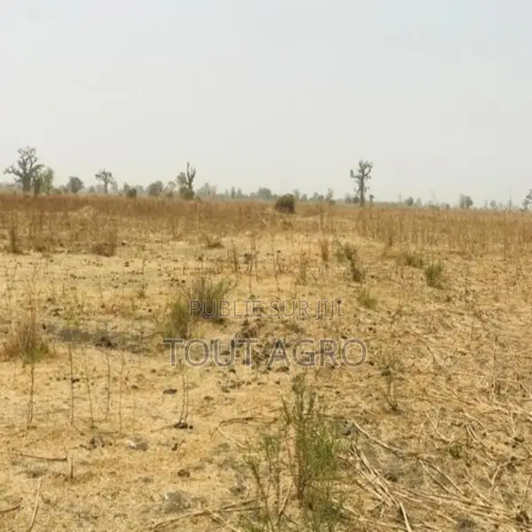 Terrain De 2 Hectares Vers Nguéniène