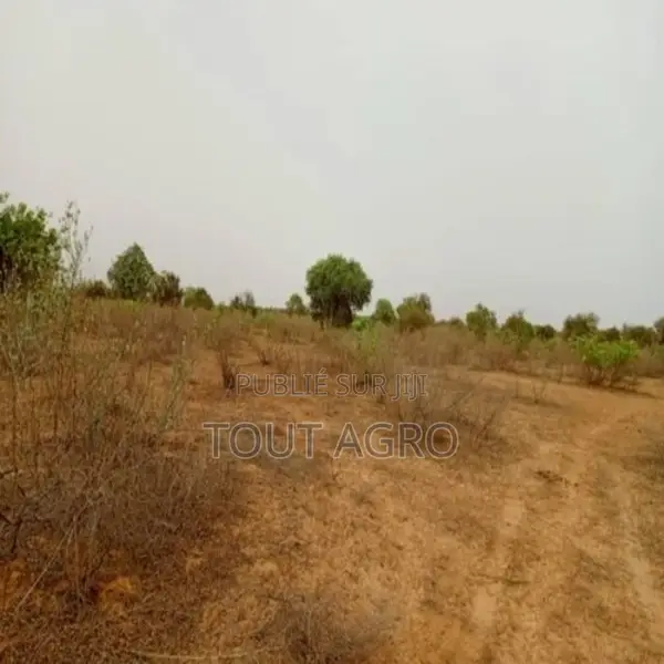 Terrain De 2 Hectares Vers Thiénaba