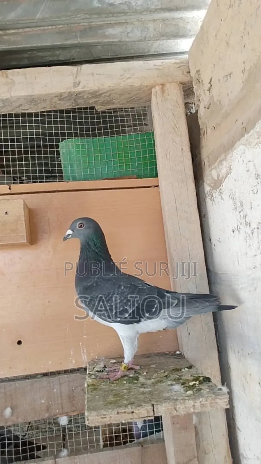 Pigeons Voyageurs