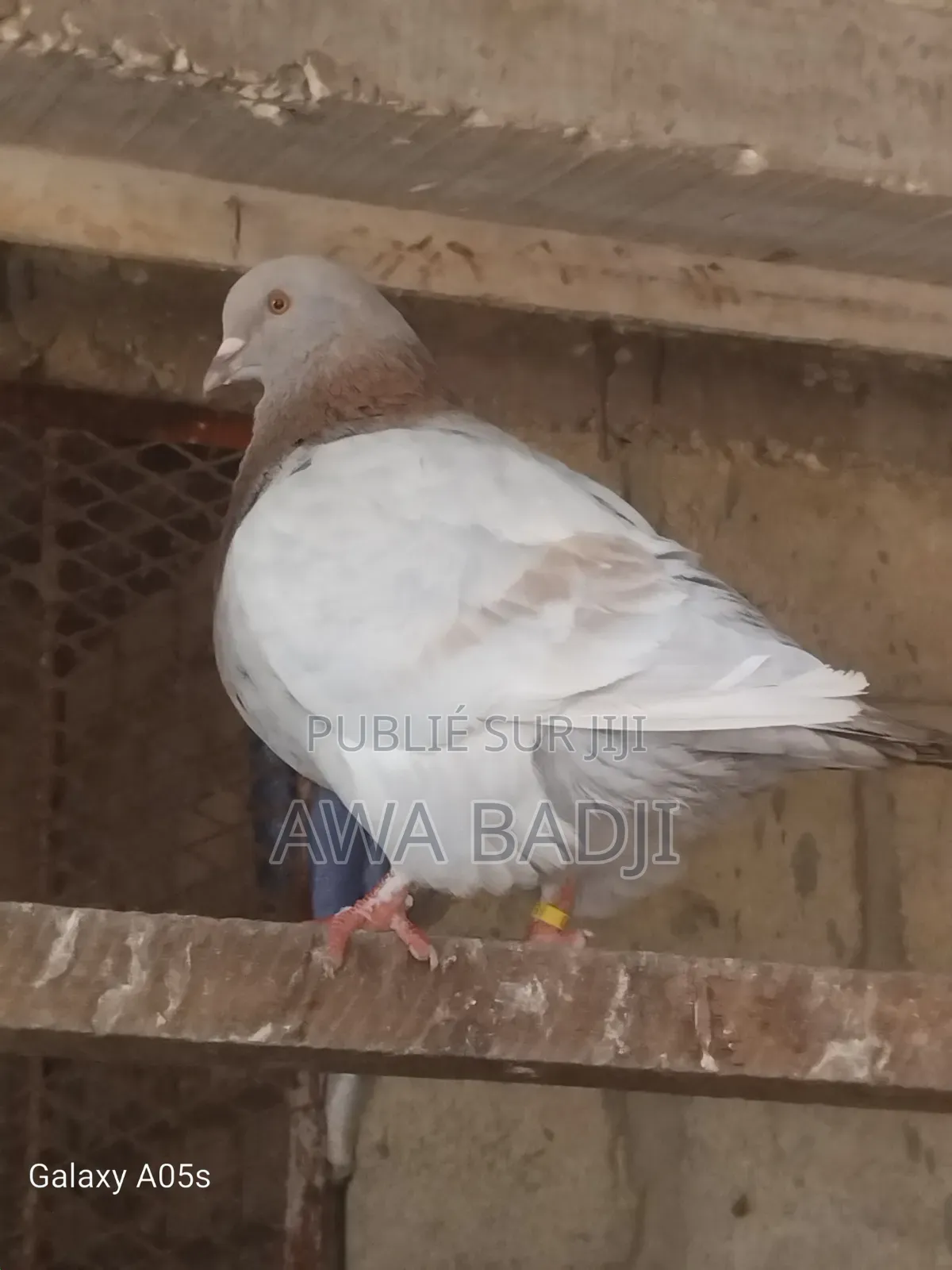 Pigeon Race