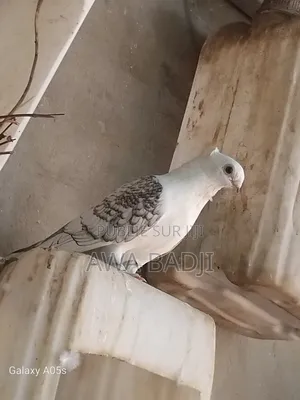 Pigeon Race