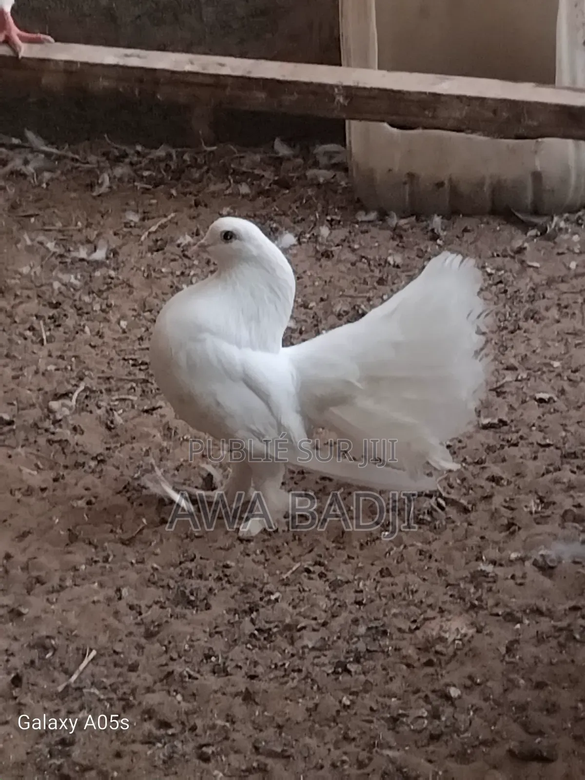 Pigeon Race