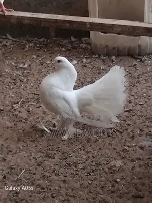 Pigeon Race