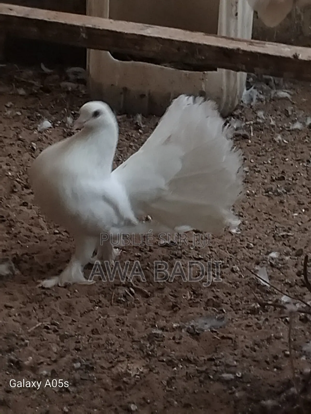 Pigeon Pan