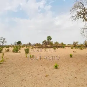 Photo - Terrain De 2,3 Hectares Vers Koungheul
