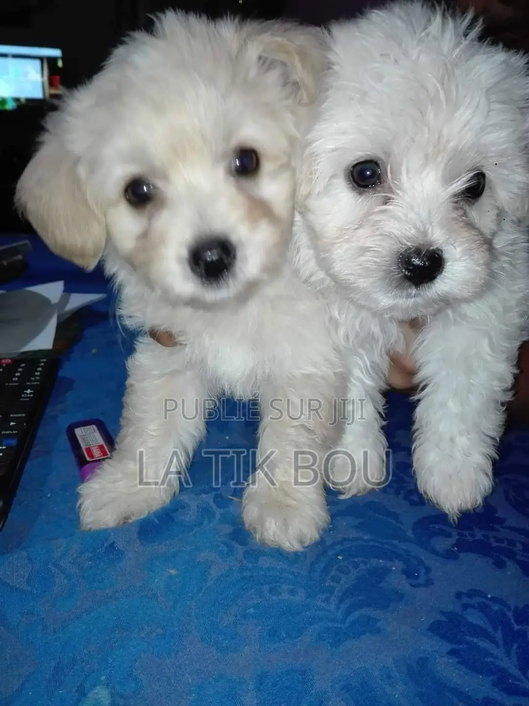 1-3 mois Femme Pure race Bichon Frise