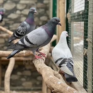 Photo - Pigeon Espagnol