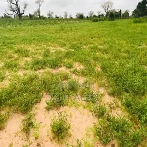 Photo - Terrain De 3,50 Hectares Vers Tassette