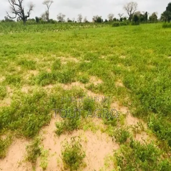 Terrain De 3,50 Hectares Vers Tassette