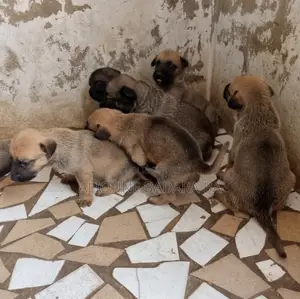 Photo - 1-3 mois Homme Pure race Belgian Malinois