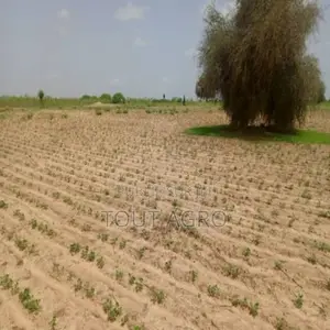 Photo - Terrain De 3,83 Hectares Vers Guinguinéo
