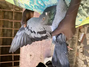 Photo - Pigeon Voyageur