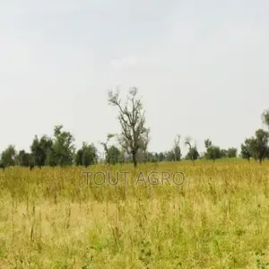 Photo - Terrain De 4,73 Hectares Vers Dalla Ngabou