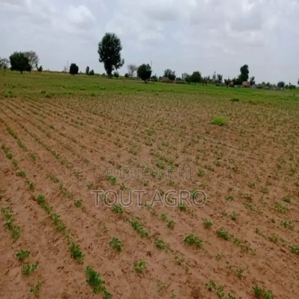 Terrain De 4,92 Hectares Vers Guinguinéo