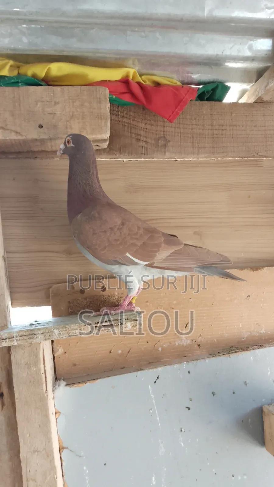 Pigeons Voyageurs