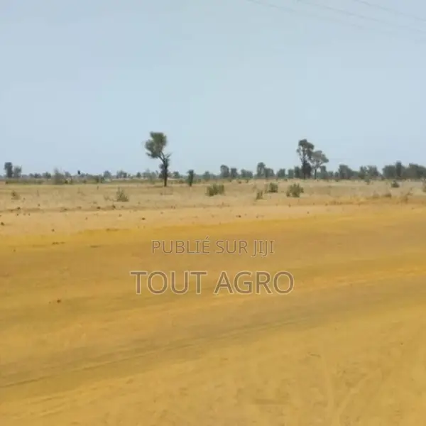 Terrain De 5,04 Hectares Vers Sindia