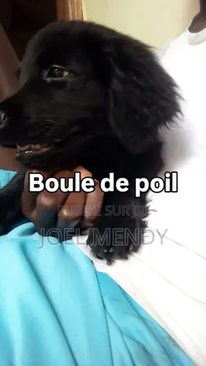 0-1 mois Homme Pure race Golden Retriever