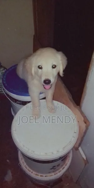 0-1 mois Homme Pure race Golden Retriever