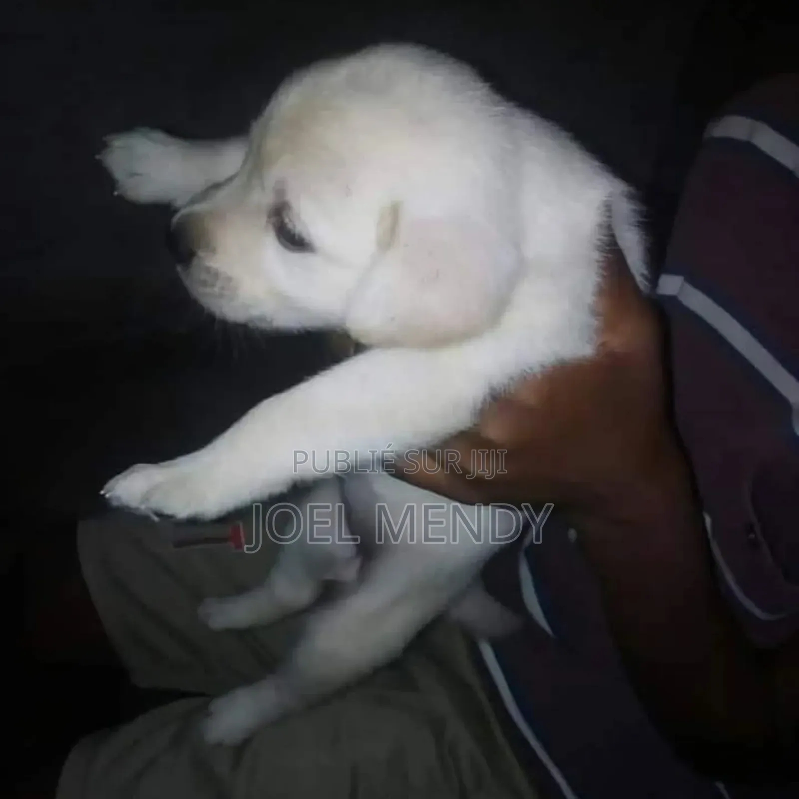 0-1 mois Homme Pure race Golden Retriever