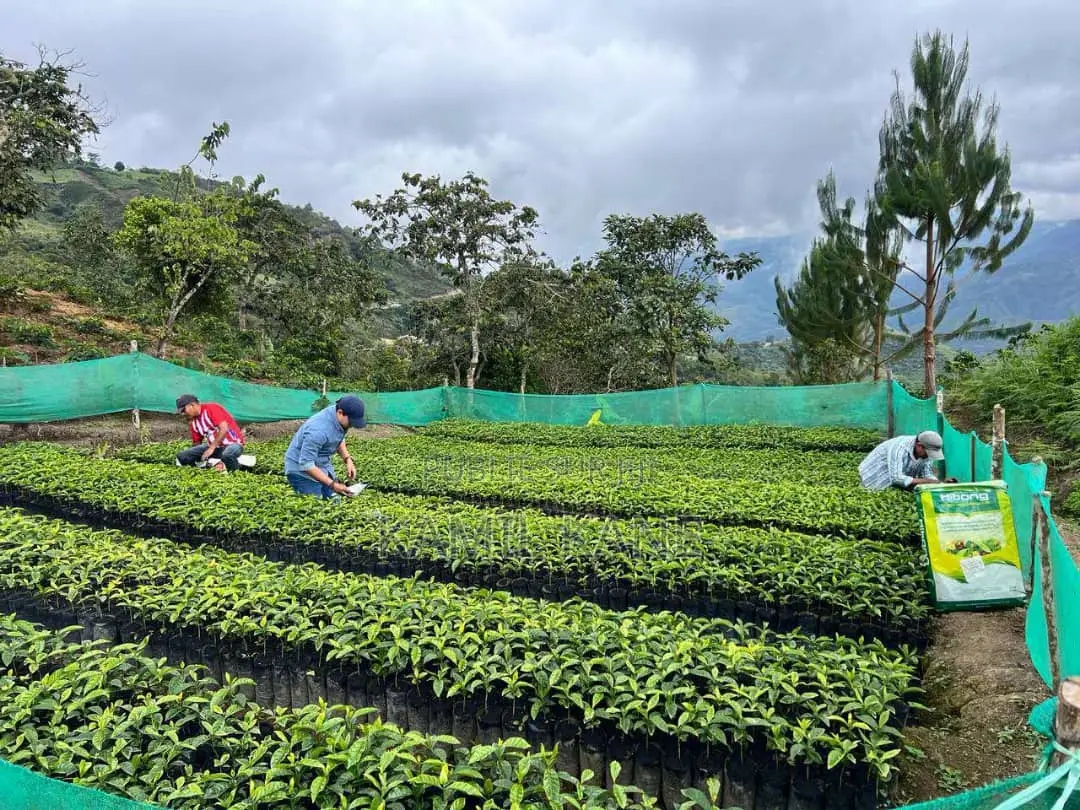 Engrais Foliaire Et Traitement De Sol