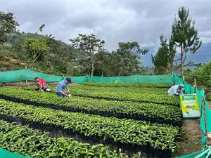 Photo - Engrais Foliaire Et Traitement De Sol