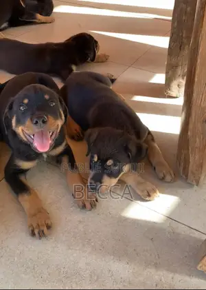 1-3 mois Homme Pure race Rottweiler