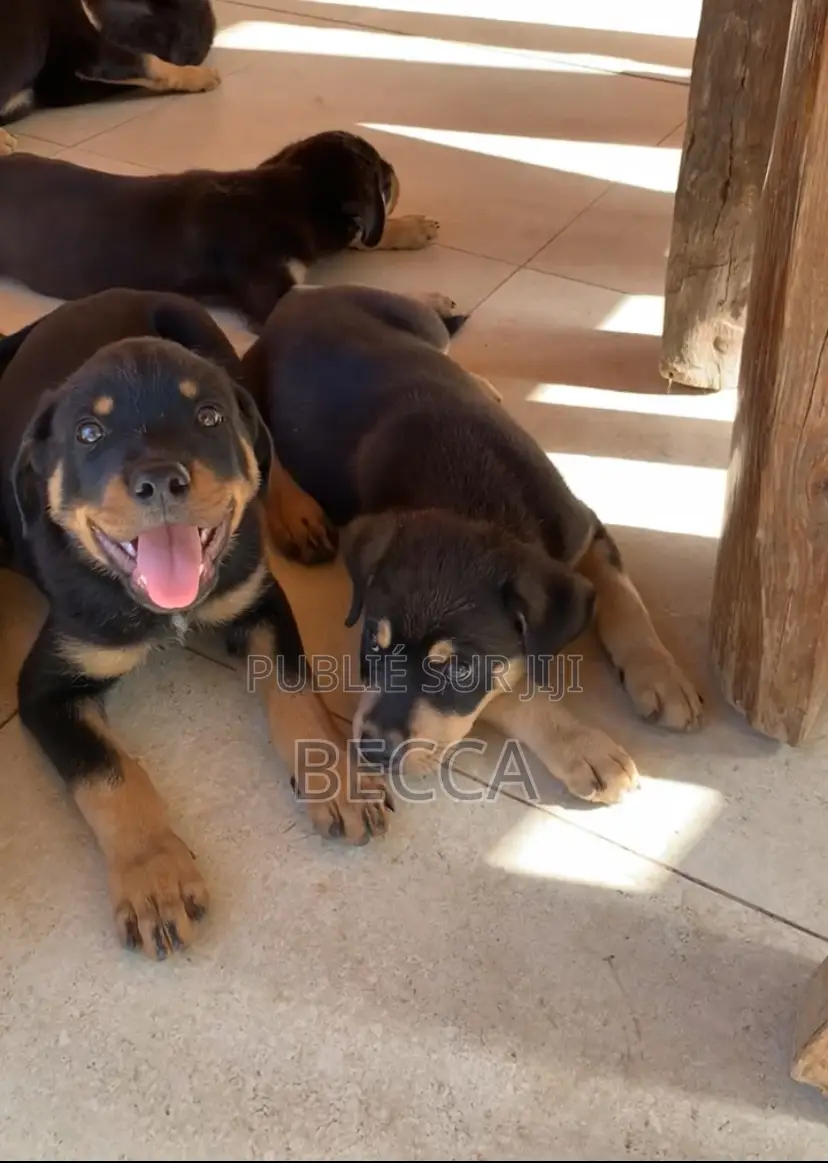 1-3 mois Homme Pure race Rottweiler