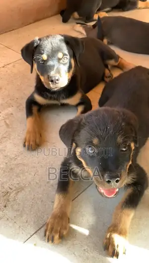 1-3 mois Homme Pure race Rottweiler