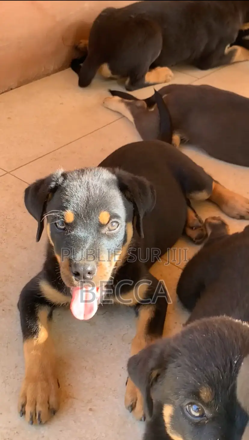 1-3 mois Homme Pure race Rottweiler