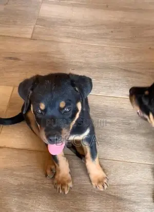 Photo - 1-3 mois Homme Pure race Rottweiler