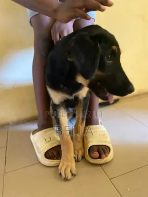Photo - 1-3 mois Femme Race mixte Rottweiler