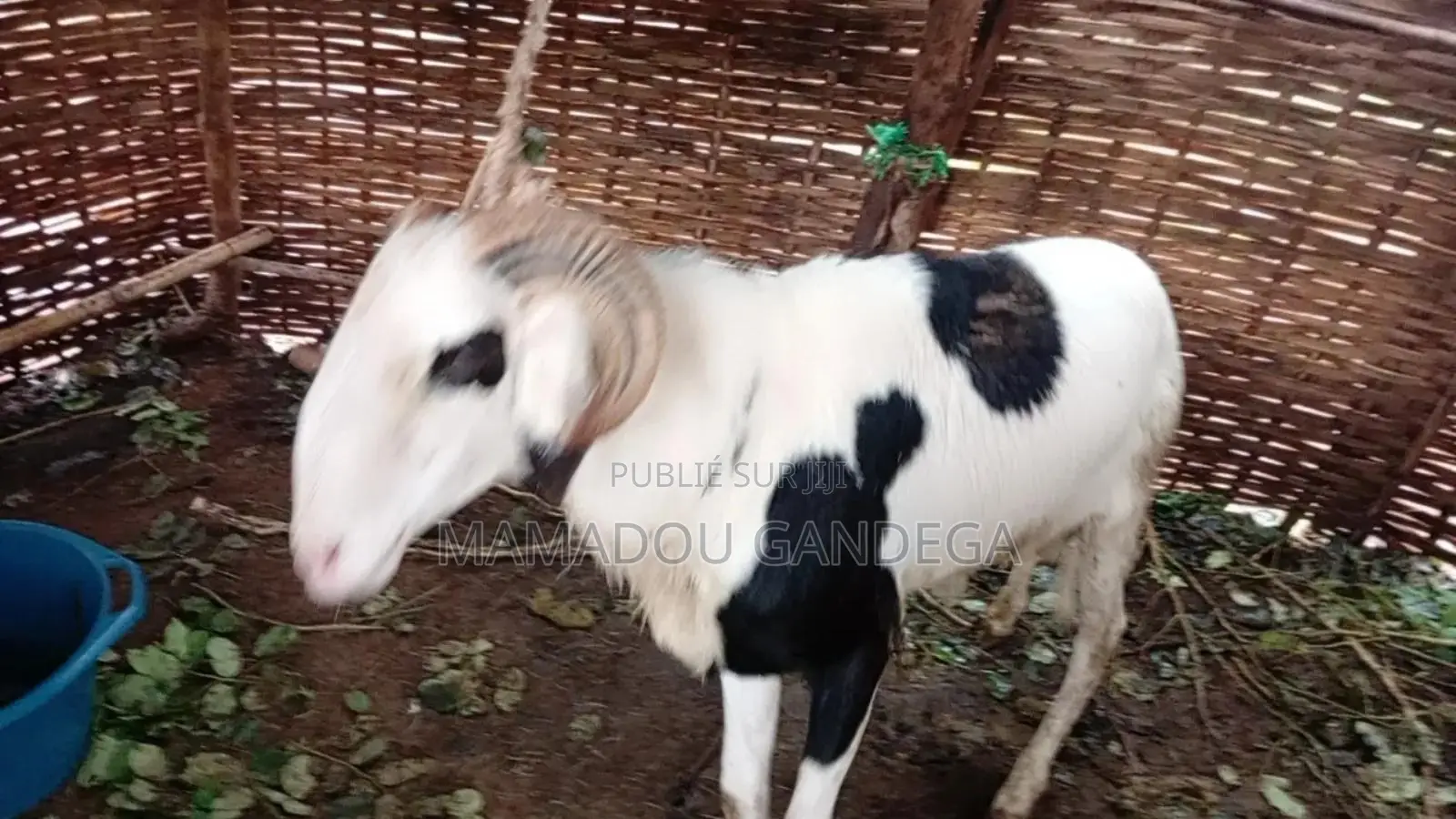 Mouton Ladoum