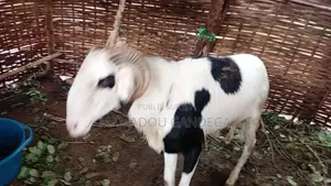 Mouton Ladoum