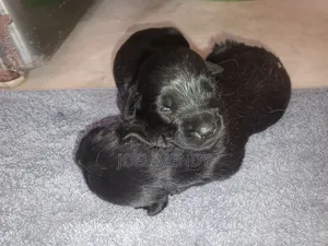 Photo - 1-3 mois Homme Pure race Labrador Retriever