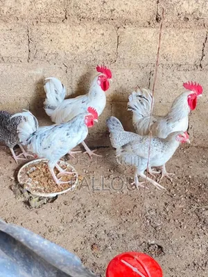 Photo - Poussin Goliath La Race De Lindépendance