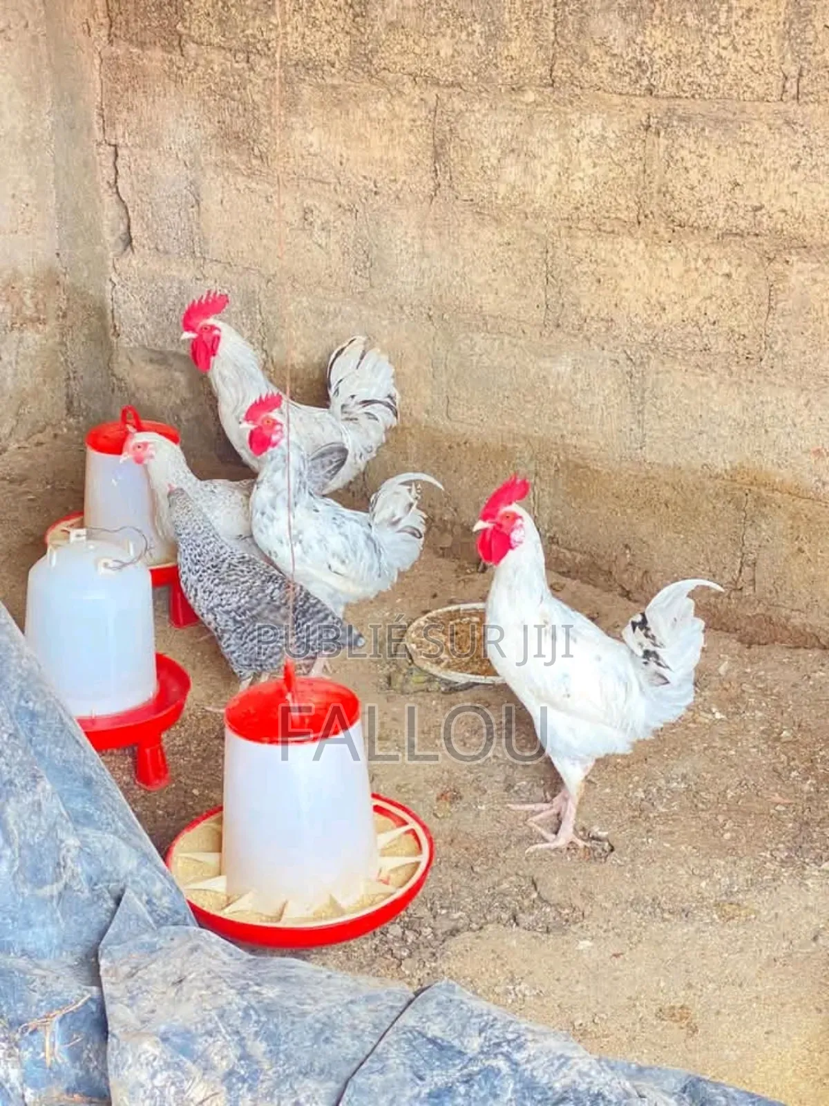 Poussin Goliath La Race De Lindépendance