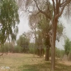 Photo - Verger De 1,5 Hectare Vers Koul