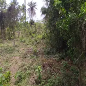 Photo - Terrain De 1 Hectare Vers Kafountine