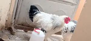 Photo - Vente De Bramane