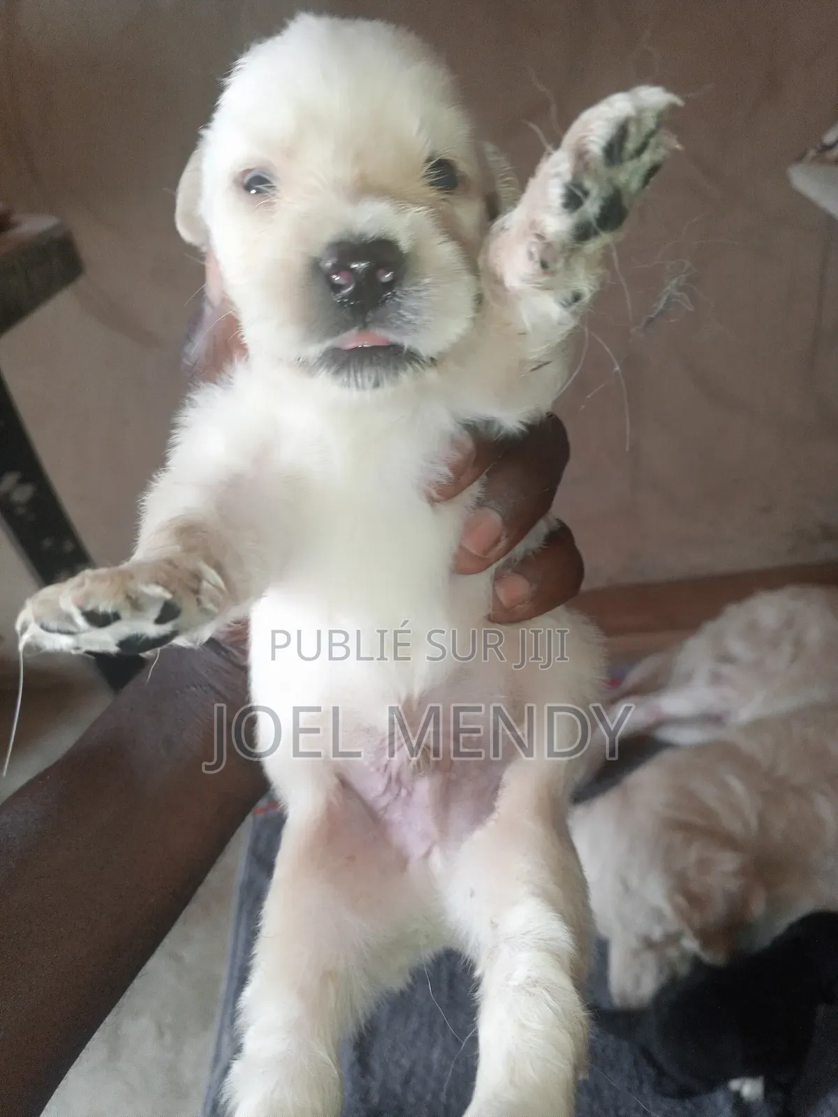 0-1 mois Homme Race mixte Golden Retriever