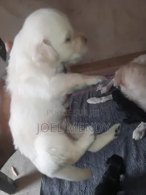 0-1 mois Homme Race mixte Golden Retriever