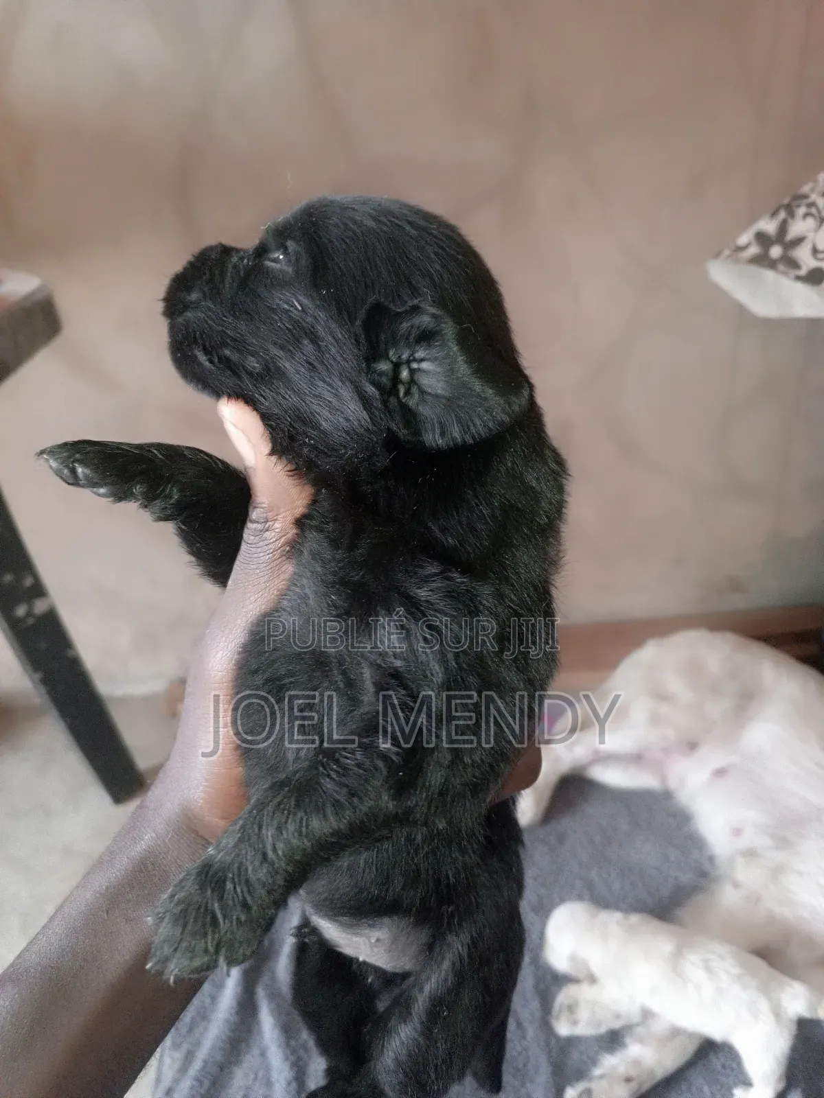 0-1 mois Homme Race mixte Golden Retriever