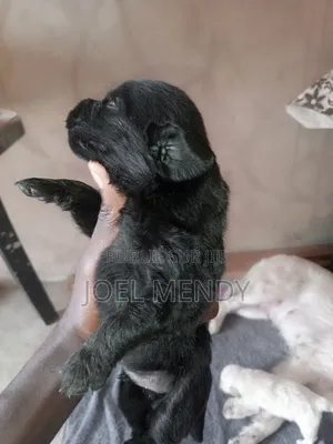 0-1 mois Homme Race mixte Golden Retriever