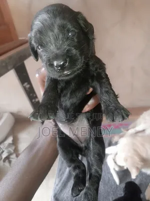 0-1 mois Homme Race mixte Golden Retriever